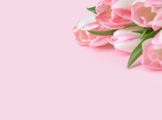 Fototapeta na wymiar Bouquet of pink tulips on pink background