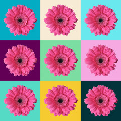 Pink gerbera close up set