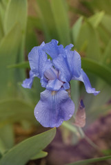 Iris Spring Flower. Blue Purple Iris. Petals of a Flower of Iris. Flower in dew Drops.