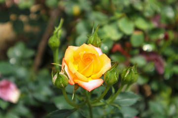 Beautiful fresh natural roses in flower garden