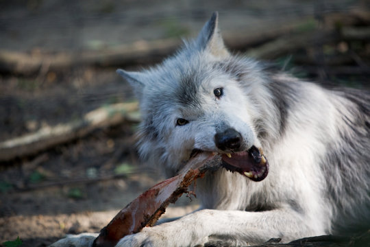 Canis lupus occidentalis - Lupo grigio
