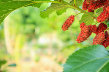 Fresh red mulberry fruits on tree branch