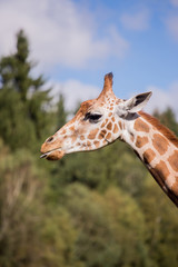 The head of a giraffe against a blue sky