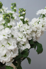 Beautifull Floral Background. Mathiola White Flowers Spring, Easter or Gardening Concept. Flowers in the Warmth.