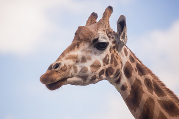 The head of a giraffe against a blue sky