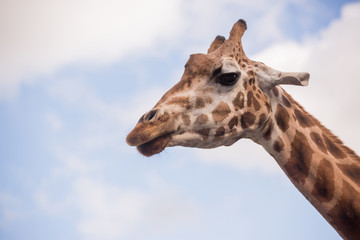 The head of a giraffe against a blue sky