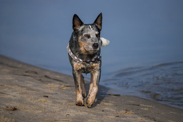 Australian Cattle Dog Portrait