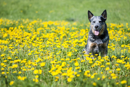 Purebred dog posing sitting among the flowers.