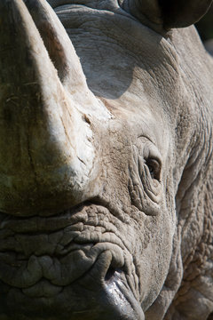 Ceratotherium simum - Rinoceronte bianco