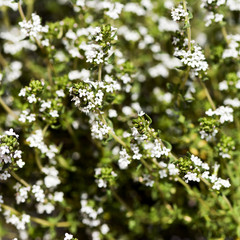 Flowering thyme