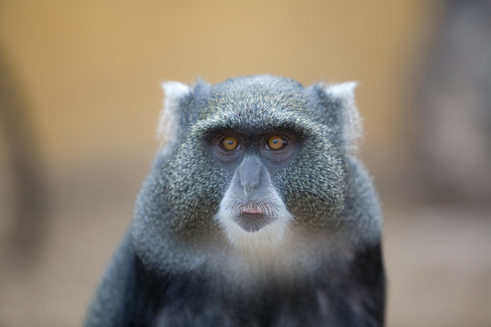 Cercopithecus mitis - Cercopiteco dal diadema
