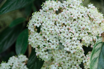 Flowering Spirea with white flowers and green leaves/ Early Spring Flowers