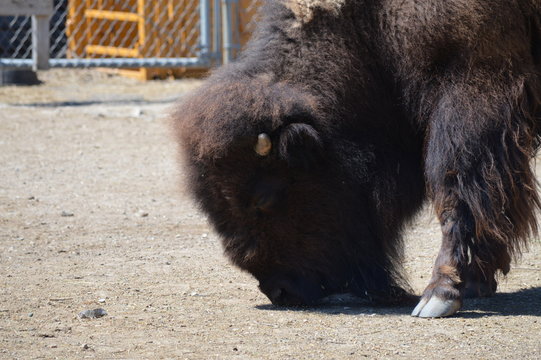 Bison