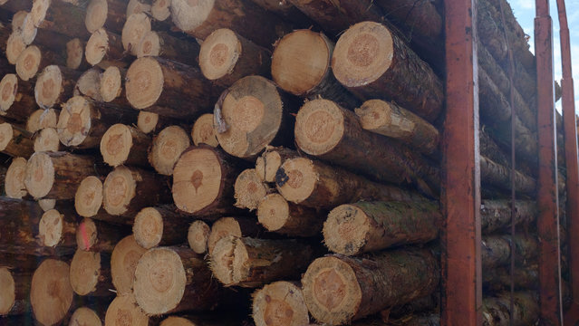 trees cut from forests and parks