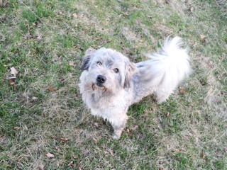 Shaggy dog in the village