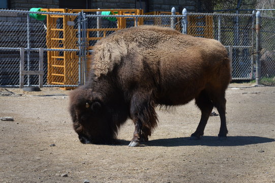 Bison