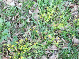 the first spring grass grows through dry leaves