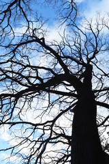 Obraz premium oak against the sky