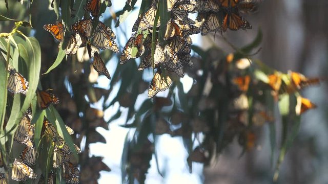 Monarch Butterfly Migration