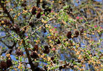 Background of cones of a larch in spring in the alps