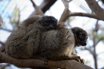 Eulemur fulvus albifrons - Lemure bruno