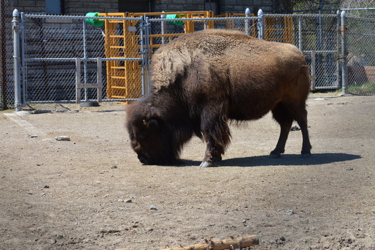 Bison