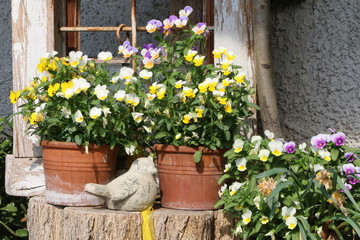 Fototapeta na wymiar potted plants, Viola, Topfpflanzen mit Dekoration, Ackerstiefmütterchen in Terrakotta-Töpfen