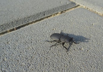 Lesser stag beetle (Dorcus parallelipipedus) sitting on the pavement