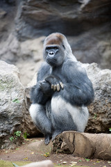 Gorilla gorilla - Gorilla