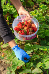 Farmer is picking fresh red ripe strawberries and put them in plastic bowl