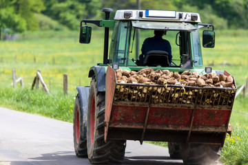 potatoes on a tractor