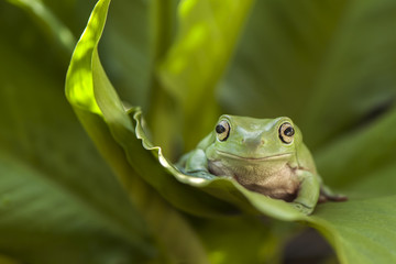 Frog on between leaf