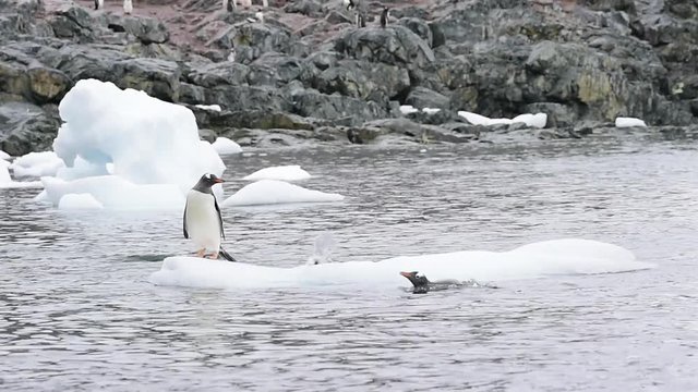 Gentoo Penguins oo nte ice