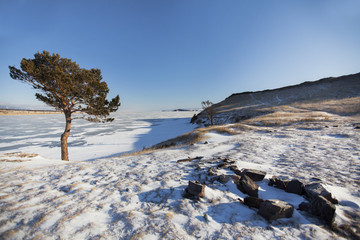 A lonely tree on the shore of lake Baikal