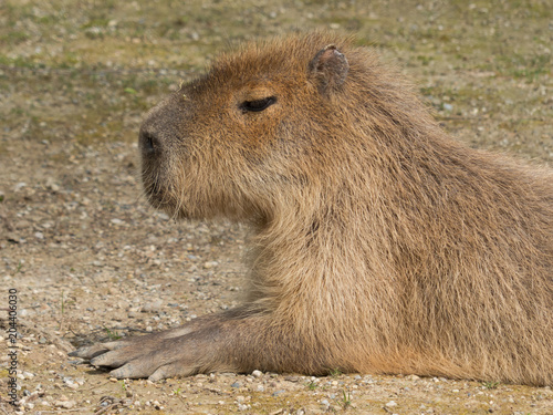 Hydrochoerus Hydrochaeris Capibara Stock Photo And Royalty Free Images, Photos, Reviews