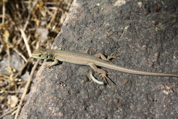 Little lizard is basking in the sun