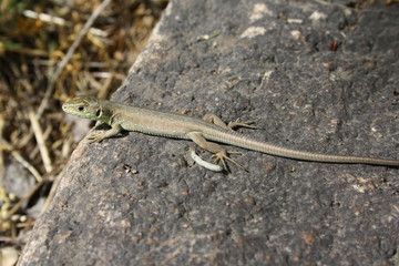 little lizard