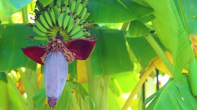 Closeup view of huge flower hanging on palm tree and small green bananas and many bees searching for nectar. 