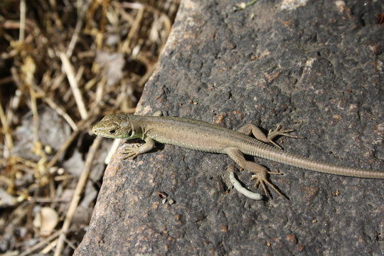 Small lizard in camouflage colors