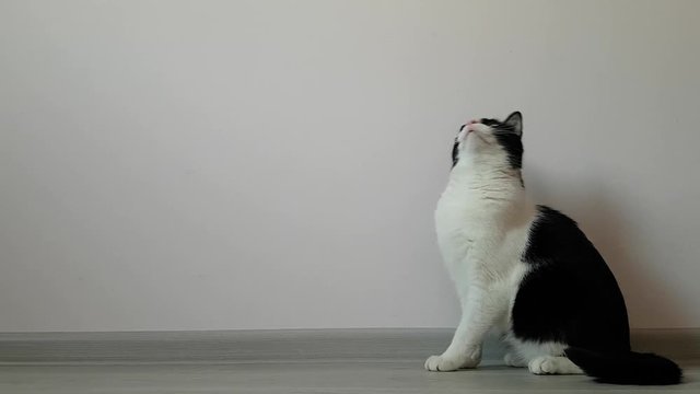 Home young active healthy cat curiously looking around as if reading something. Sitting on the floor in a bright room. Plays with master. Free space for label or text