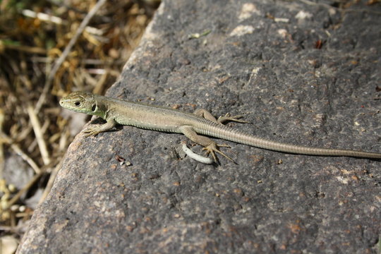 Little Lizard