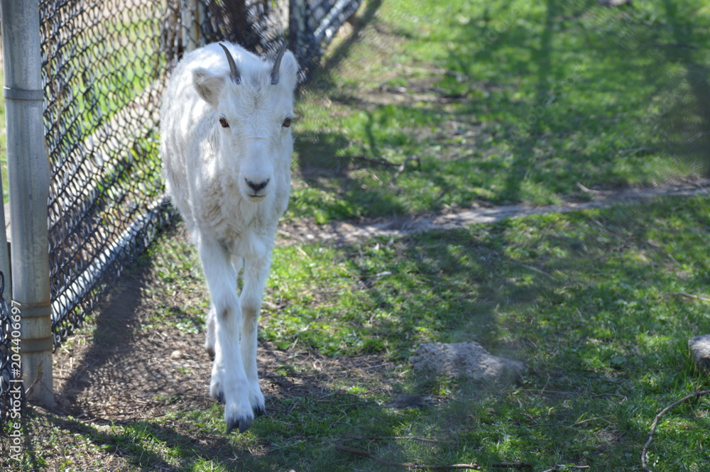 Poster Dall sheep