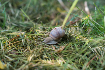 Big Snail in Grass