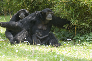 Hylobates syndactylus - Siamango