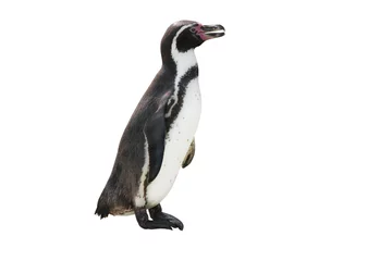 Tuinposter penguin gumboldt on white background isolated © Happy monkey