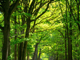 Obraz premium Forêt