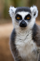 Fototapeta premium Lemur catta - Lemure catta