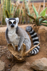 Naklejka na ściany i meble Lemur catta - Lemure catta