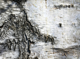 white birch wood texture background with rough surface and black features