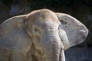 Loxodonta africana - Elefante africano